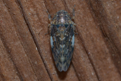Xestocephalus tessellatus