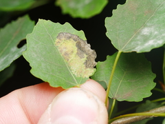 Phyllonorycter sagitella