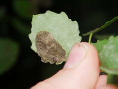 Phyllonorycter sagitella