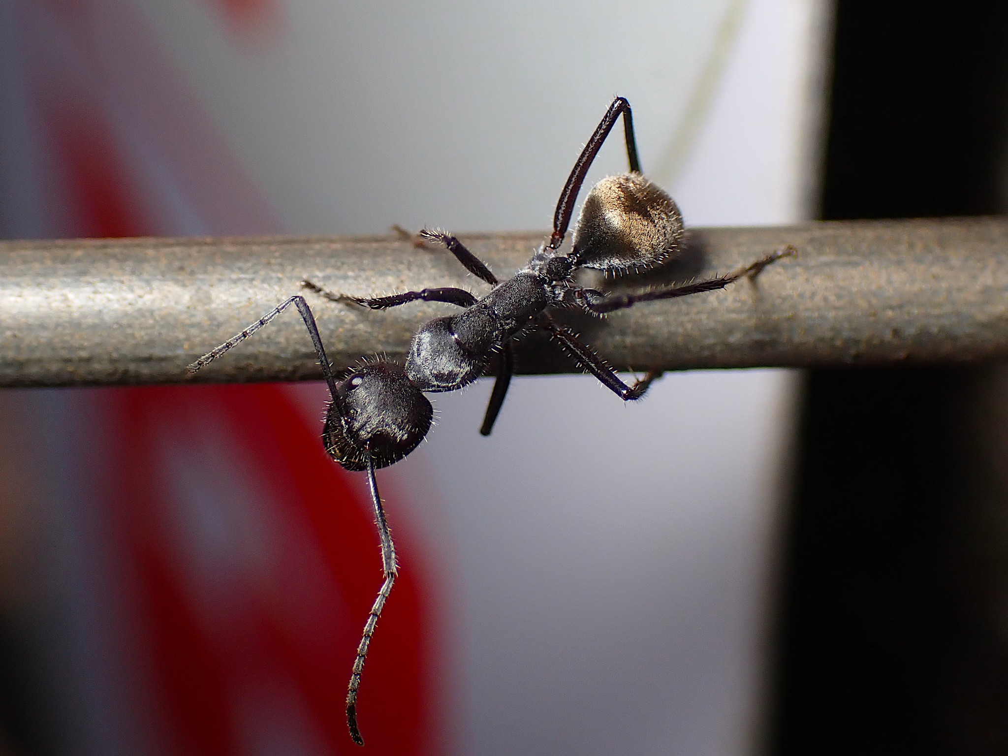 Camponotus suffusus