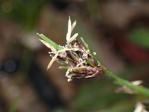 Schoenus apogon
