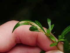 Scrobipalpa proclivella