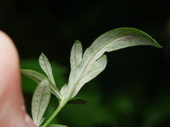 Scrobipalpa proclivella