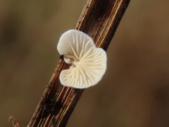 Crepidotus epibryus