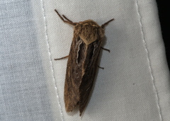 Oncopera fasciculatus