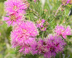 Melaleuca parviceps