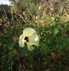 Hibiscus diversifolius