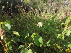Hibiscus diversifolius