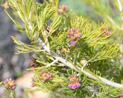 Melaleuca parviceps