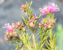 Melaleuca parviceps