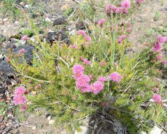 Melaleuca parviceps