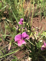 Sphenostylis marginata