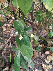 Impatiens parviflora