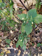 Impatiens parviflora