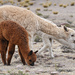 Alpaca - Photo (c) Bernd Dietrich, some rights reserved (CC BY-NC), uploaded by Bernd Dietrich