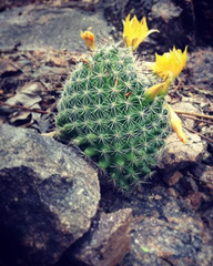 Mammillaria beneckei