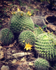 Mammillaria beneckei