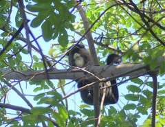 Cercopithecus neglectus