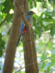 Apaloderma narina