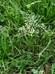 Poa annua