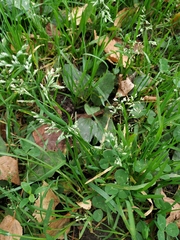 Poa annua