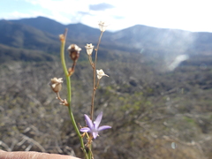 Wahlenbergia marginata