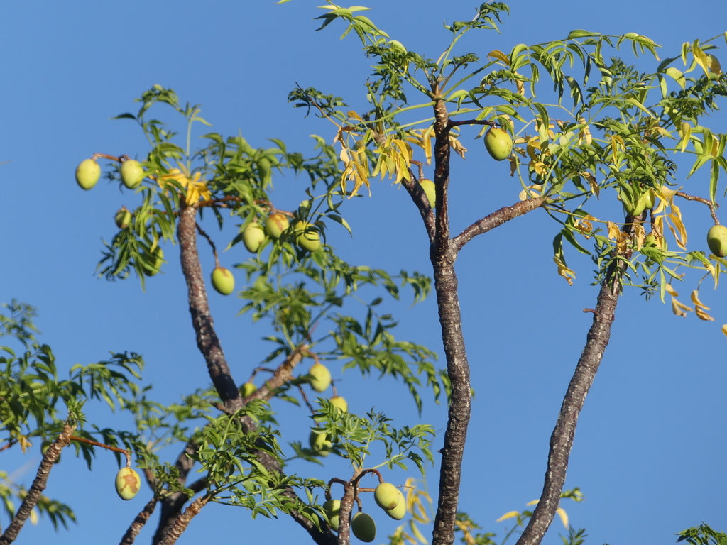 Melia volkensii (Mukau Tree)