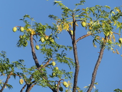 Melia volkensii