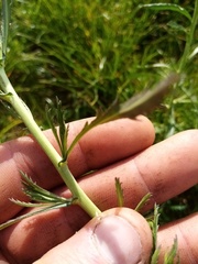Lepidium hyssopifolium