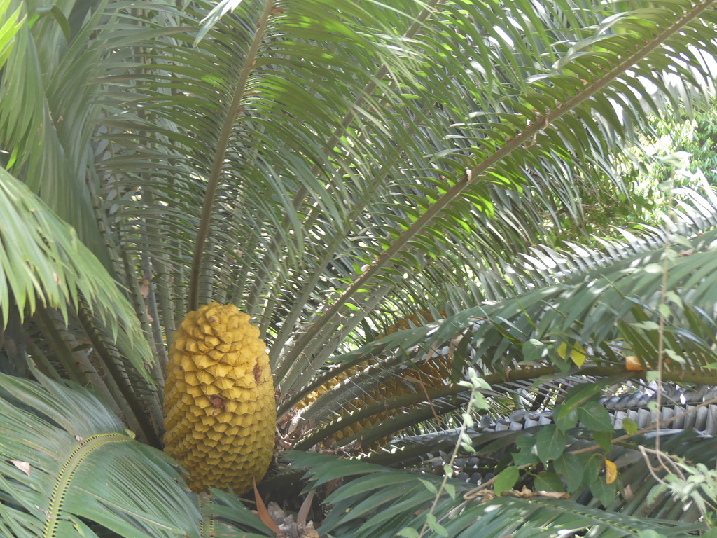 Encephalartos tegulaneus