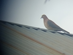 Streptopelia senegalensis