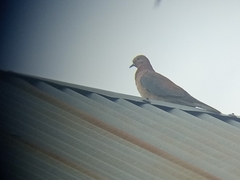 Streptopelia senegalensis