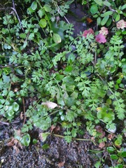 Chaerophyllum ramosum