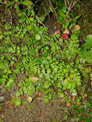 Chaerophyllum ramosum