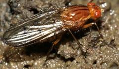 Dryomyzidae