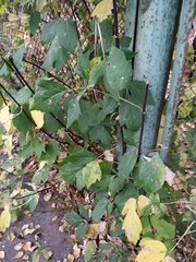 Acer negundo