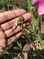 Sphenostylis marginata