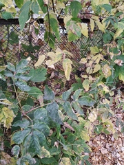 Acer negundo