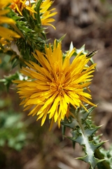 Scolymus grandiflorus