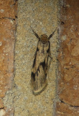 Graphosia stenopepla