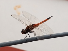 Tramea transmarina