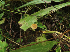 Galerina graminea