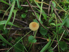 Galerina graminea