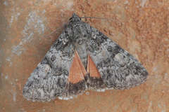 Olivenebula subsericata