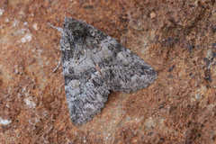 Olivenebula subsericata