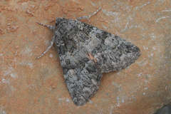 Olivenebula subsericata