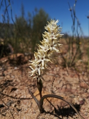 Wurmbea spicata
