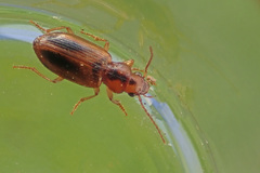 Dicheirotrichus gustavii