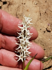 Wurmbea spicata