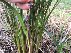 Dianella brevicaulis